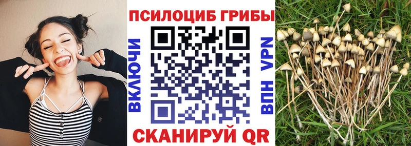 Псилоцибиновые грибы MAGIC MUSHROOMS  Куровское 
